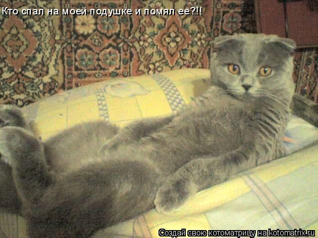 Кто спал на моей подушке и помял ее?!!... Котоматрица: Кто спал на моей подушке и помял ее?!!
