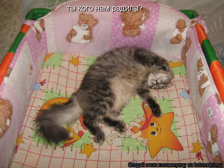 ты кого нам радила? ты кого нам радила?... Котоматрица: ты кого нам радила? ты кого нам радила?