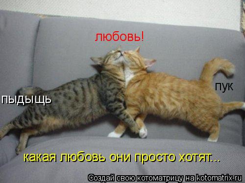 любовь! какая любовь они просто хотят... пук пыдыщь... Котоматрица: любовь! какая любовь они просто хотят... пук пыдыщь