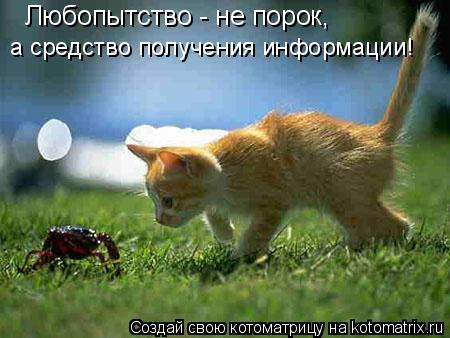 Любопытство - не порок, а средство получения информации!... Котоматрица: Любопытство - не порок, а средство получения информации!