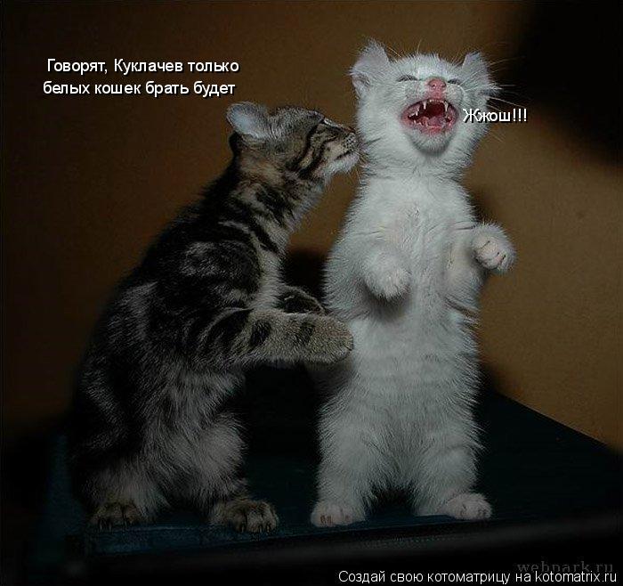 Котоматрица: Говорят, Куклачев только  белых кошек брать будет Жжош!!!
