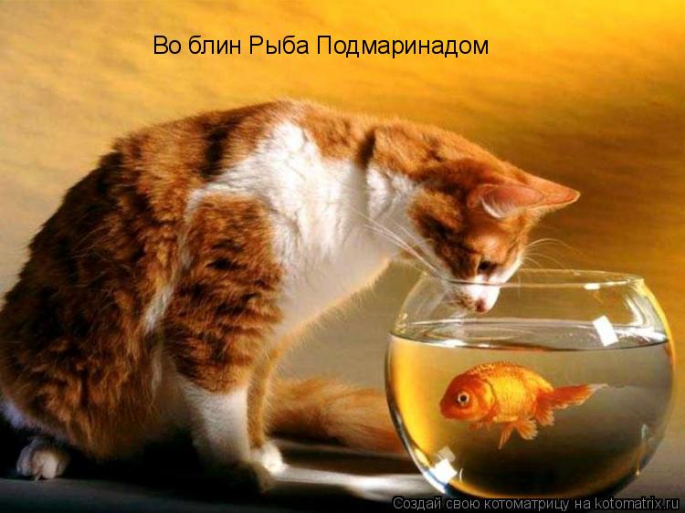 Во блин Рыба Подмаринадом... Котоматрица: Во блин Рыба Подмаринадом