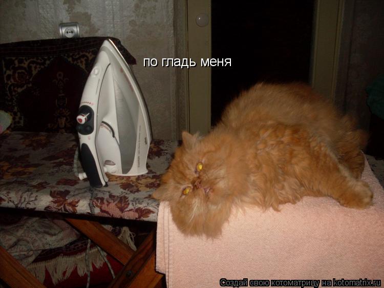 по гладь меня... Котоматрица: по гладь меня