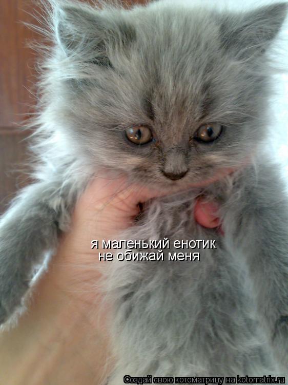 я маленький енотик не обижай меня... Котоматрица: я маленький енотик не обижай меня