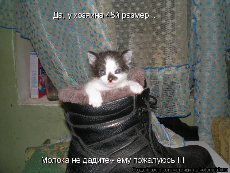 Молока не дадите - ему пожалуюсь !!! Да, у хозяина 48й размер...... Котоматрица: Молока не дадите - ему пожалуюсь !!! Да, у хозяина 48й размер...