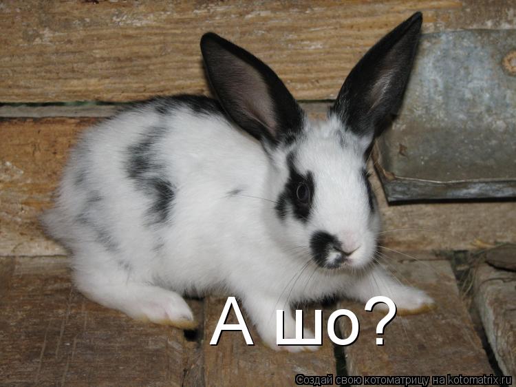 А шо?... Котоматрица: А шо?