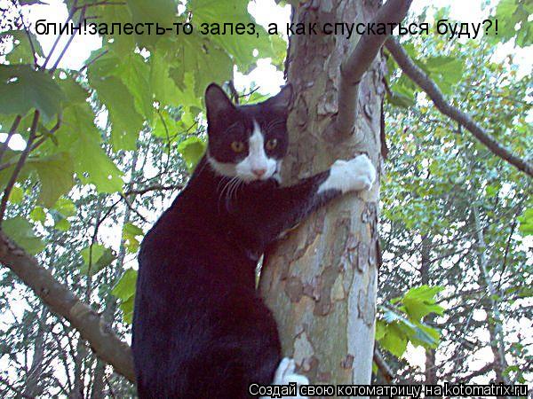 блин!залесть-то залез, а как спускаться буду?!... Котоматрица: блин!залесть-то залез, а как спускаться буду?!
