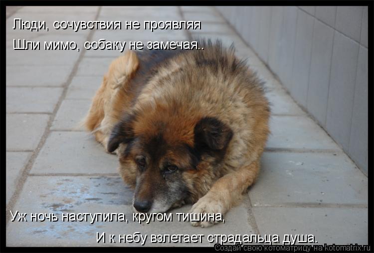 Люди, сочувствия не проявляя Шли мимо, собаку не замечая.. Уж ночь наступила, кругом тишина, И к неб... Котоматрица: Люди, сочувствия не проявляя Шли мимо, собаку не замечая.. Уж ночь наступила, кругом тишина, И к небу взлетает страдальца душа.