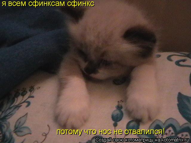 потому что нос не отвалился! я всем сфинксам сфинкс... Котоматрица: потому что нос не отвалился! я всем сфинксам сфинкс