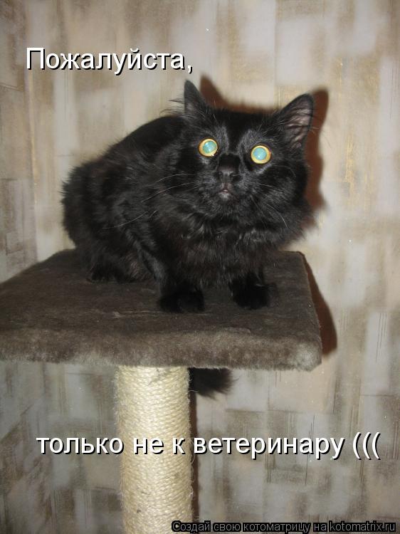 Пожалуйста, только не к ветеринару (((... Котоматрица: Пожалуйста, только не к ветеринару (((