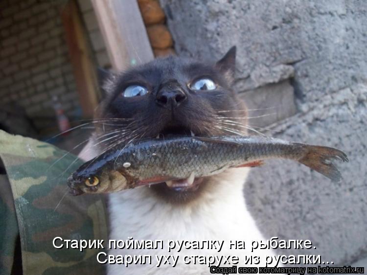 Старик поймал русалку на рыбалке. Сварил уху старухе из русалки...... Котоматрица: Старик поймал русалку на рыбалке. Сварил уху старухе из русалки...