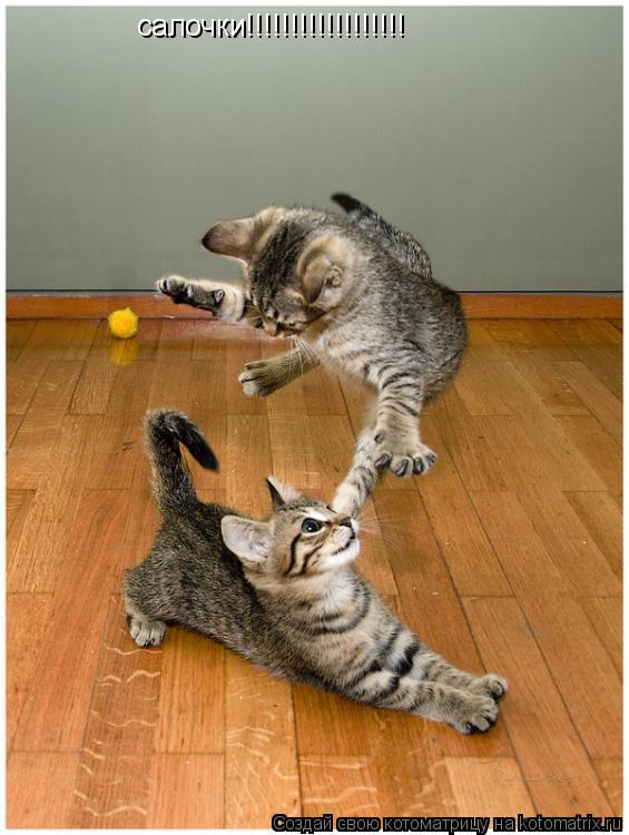 салочки!!!!!!!!!!!!!!!!!!... Котоматрица: салочки!!!!!!!!!!!!!!!!!!