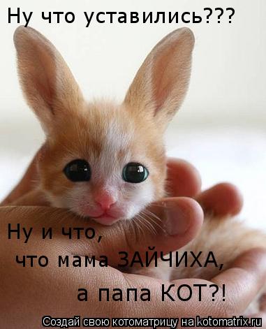 Ну что уставились??? Ну и что, что мама ЗАЙЧИХА, а папа КОТ?!... Котоматрица: Ну что уставились??? Ну и что, что мама ЗАЙЧИХА, а папа КОТ?!