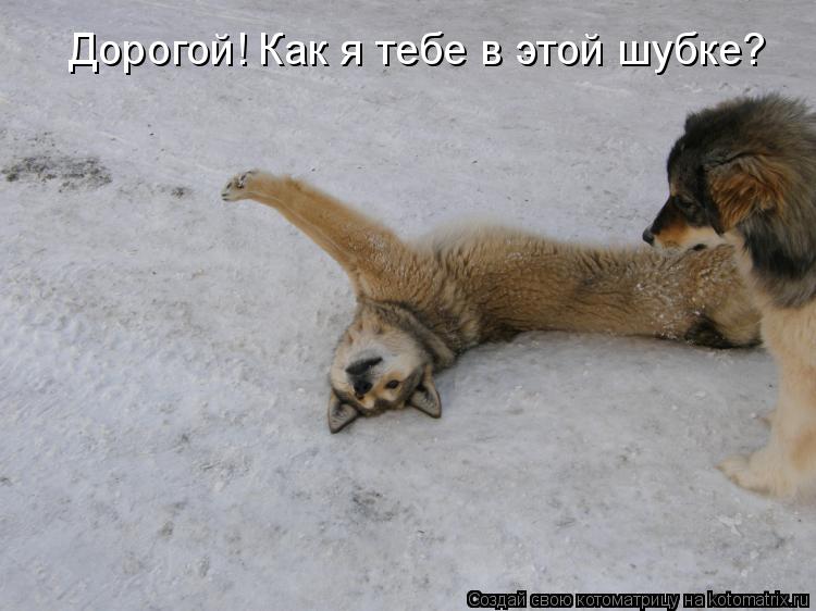 Дорогой! Как я тебе в этой шубке?... Котоматрица: Дорогой! Как я тебе в этой шубке?