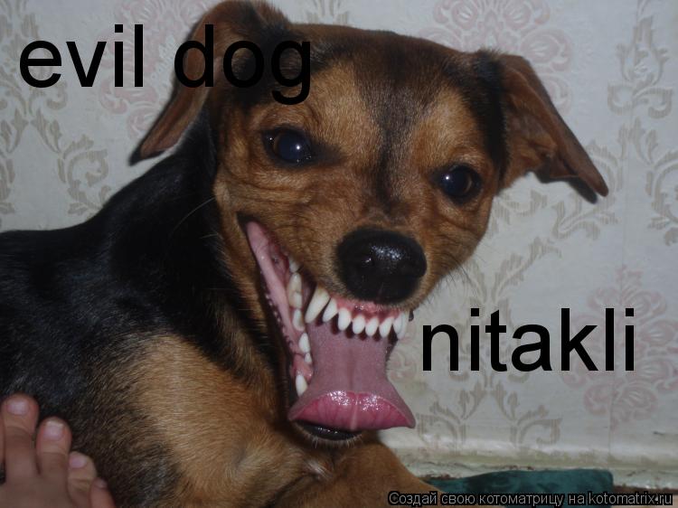 evil dog nitakli... Котоматрица: evil dog nitakli
