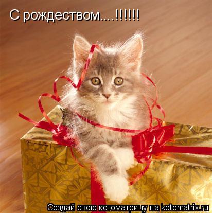 С рождеством....!!!!!!... Котоматрица: С рождеством....!!!!!!