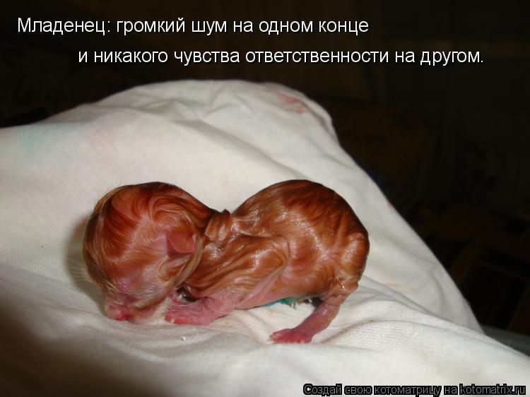 Младенец: громкий шум на одном конце и никакого чувства ответственности на другом.... Котоматрица: Младенец: громкий шум на одном конце и никакого чувства ответственности на другом.
