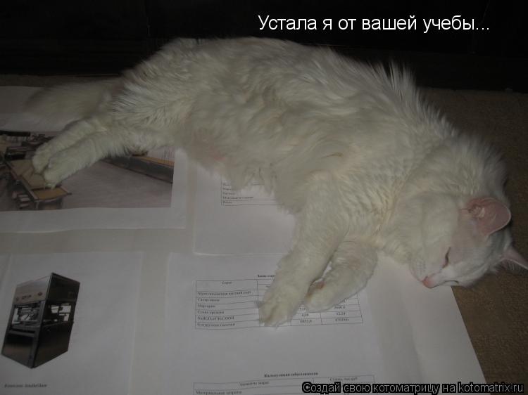 Устала я от вашей учебы...... Котоматрица: Устала я от вашей учебы...
