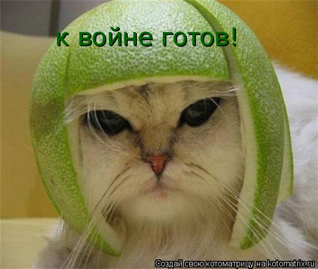 к войне готов!... Котоматрица: к войне готов!