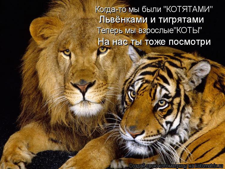 Когда-то мы были "КОТЯТАМИ" Львёнками и тигрятами Теперь мы взрослые"КОТЫ" На нас ты тоже посмотри... Котоматрица: Когда-то мы были "КОТЯТАМИ" Львёнками и тигрятами Теперь мы взрослые"КОТЫ" На нас ты тоже посмотри