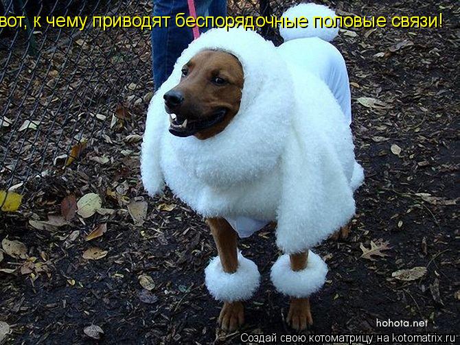 вот, к чему приводят беспорядочные половые связи!... Котоматрица: вот, к чему приводят беспорядочные половые связи!