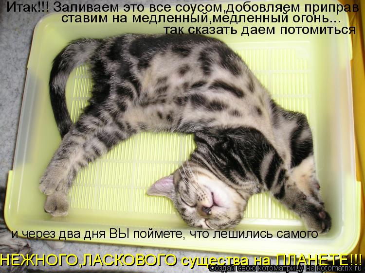 Итак!!! Заливаем это все соусом,добовляем приправ так сказать даем потомиться ставим на медленный,мед... Котоматрица: Итак!!! Заливаем это все соусом,добовляем приправ так сказать даем потомиться ставим на медленный,медленный огонь... и через два дня ВЫ пойме