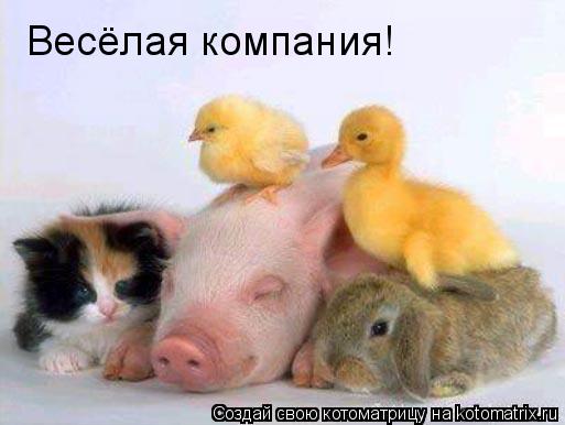 Весёлая компания!... Котоматрица: Весёлая компания!