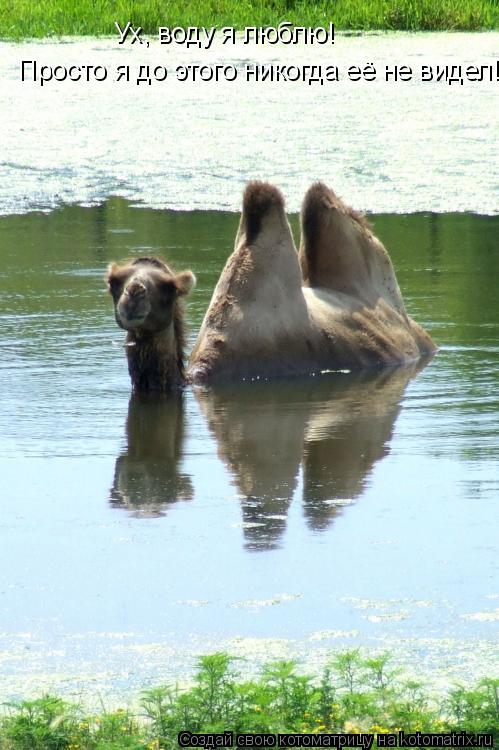Ух, воду я люблю! Просто я до этого никогда её не видел!... Котоматрица: Ух, воду я люблю! Просто я до этого никогда её не видел!