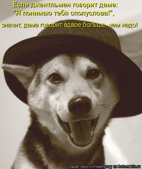 Если джентльмен говорит даме: "Я понимаю тебя сполуслова!", значит, дама говорит вдвое больше, чем на... Котоматрица: Если джентльмен говорит даме: "Я понимаю тебя сполуслова!", значит, дама говорит вдвое больше, чем надо!