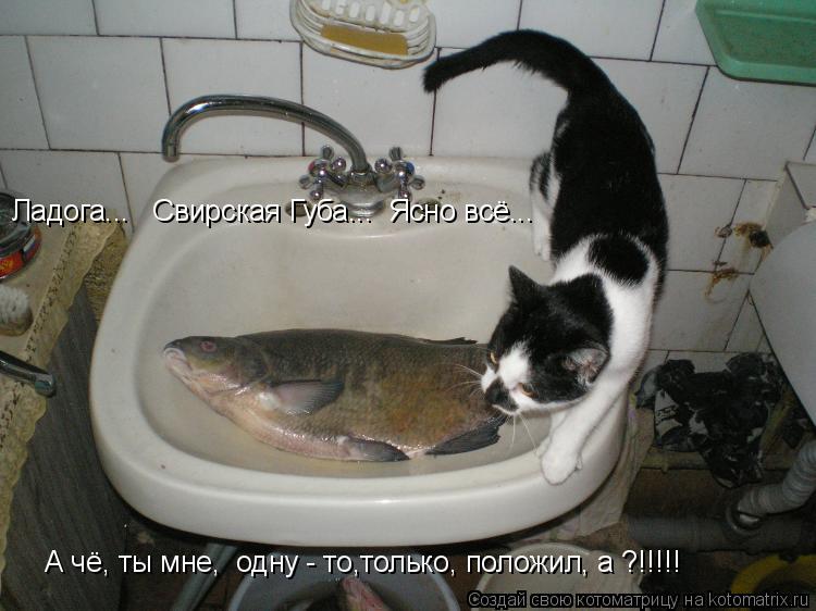А Чё, ты одну- то А чё, ты мне, одну - то,только, положил, а ?!!!!! Ладога... Свирская Губа... Я... Котоматрица: А Чё, ты одну- то А чё, ты мне, одну - то,только, положил, а ?!!!!! Ладога... Свирская Губа... Ясно всё...