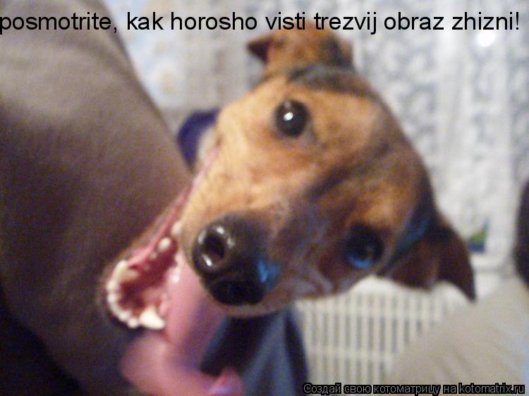 posmotrite, kak horosho visti trezvij obraz zhizni!... Котоматрица: posmotrite, kak horosho visti trezvij obraz zhizni!
