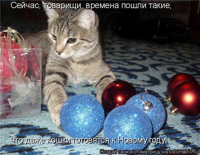 Сейчас, товарищи, времена пошли такие, что даже кошки готовятся к Новому году!... Котоматрица: Сейчас, товарищи, времена пошли такие, что даже кошки готовятся к Новому году!