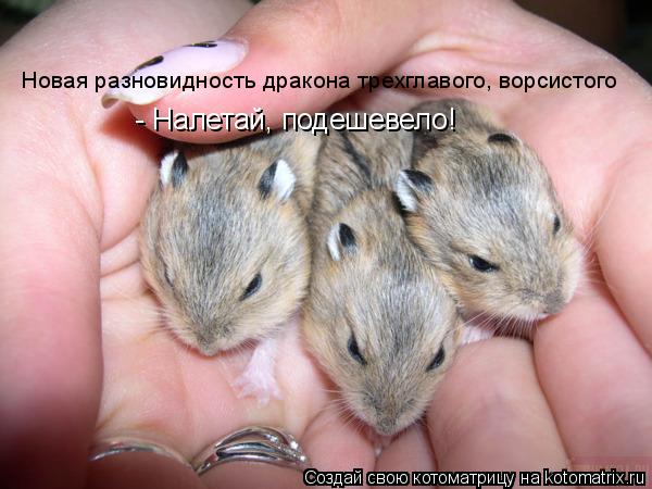 Новая разновидность дракона трехглавого, ворсистого - Налетай, подешевело!... Котоматрица: Новая разновидность дракона трехглавого, ворсистого - Налетай, подешевело!