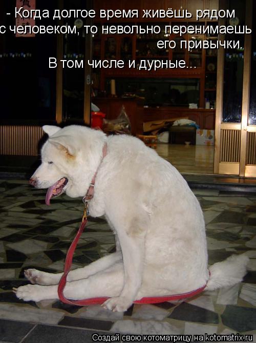 - Когда долгое время живёшь рядом с человеком, то невольно перенимаешь его привычки. В том числе и ду... Котоматрица: - Когда долгое время живёшь рядом с человеком, то невольно перенимаешь его привычки. В том числе и дурные...