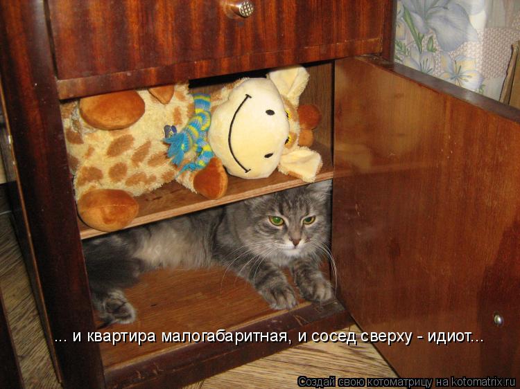 ... и квартира малогабаритная, и сосед сверху - идиот...... Котоматрица: ... и квартира малогабаритная, и сосед сверху - идиот...
