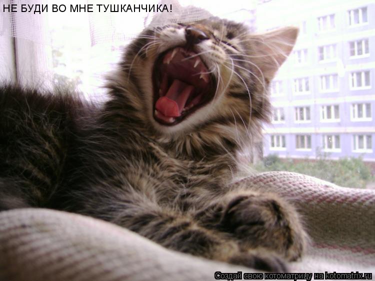 НЕ БУДИ ВО МНЕ ТУШКАНЧИКА!... Котоматрица: НЕ БУДИ ВО МНЕ ТУШКАНЧИКА!