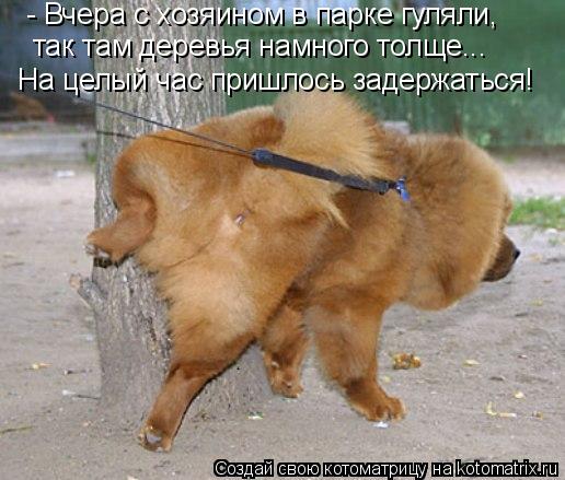 - Вчера с хозяином в парке гуляли, так там деревья намного толще... На целый час пришлось задержаться... Котоматрица: - Вчера с хозяином в парке гуляли, так там деревья намного толще... На целый час пришлось задержаться!