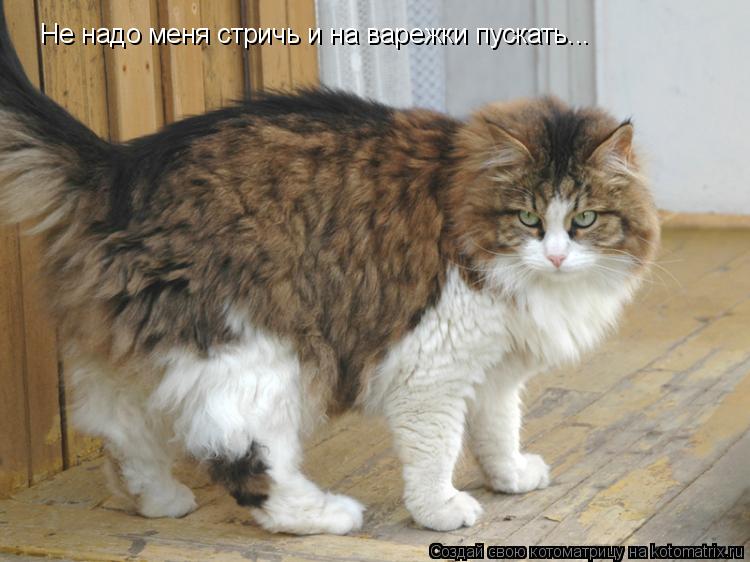 Не надо меня стричь и на варежки пускать...... Котоматрица: Не надо меня стричь и на варежки пускать...