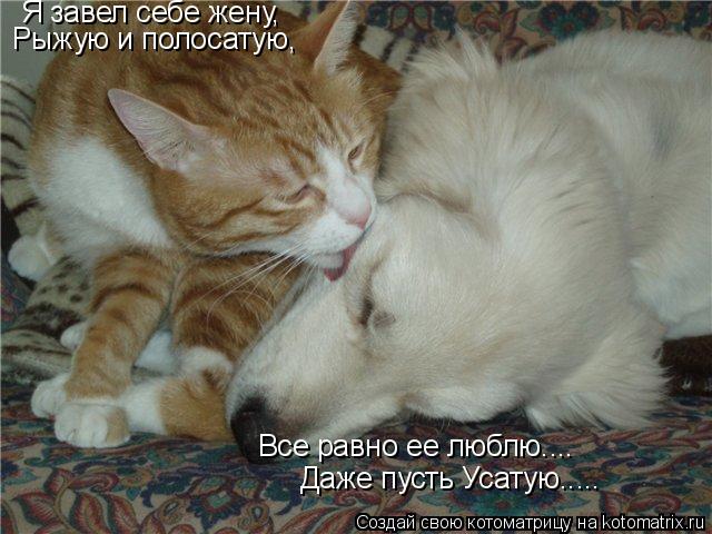 Я завел себе жену, Рыжую и полосатую, Все равно ее люблю.... Даже пусть Усатую........ Котоматрица: Я завел себе жену, Рыжую и полосатую, Все равно ее люблю.... Даже пусть Усатую.....