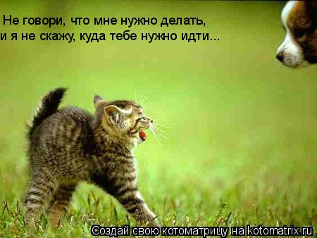 Не говори, что мне нужно делать, и я не скажу, куда тебе нужно идти...... Котоматрица: Не говори, что мне нужно делать, и я не скажу, куда тебе нужно идти...