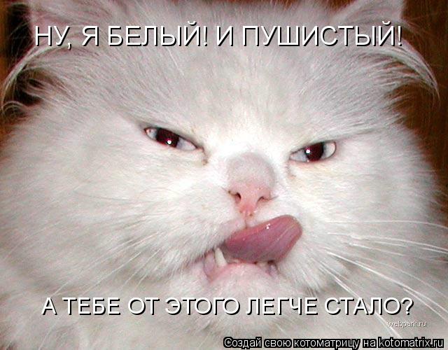 НУ, Я БЕЛЫЙ! И ПУШИСТЫЙ! А ТЕБЕ ОТ ЭТОГО ЛЕГЧЕ СТАЛО?... Котоматрица: НУ, Я БЕЛЫЙ! И ПУШИСТЫЙ! А ТЕБЕ ОТ ЭТОГО ЛЕГЧЕ СТАЛО?