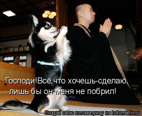 Господи!Всё,что хочешь-сделаю, лишь бы он меня не побрил!... Котоматрица: Господи!Всё,что хочешь-сделаю, лишь бы он меня не побрил!