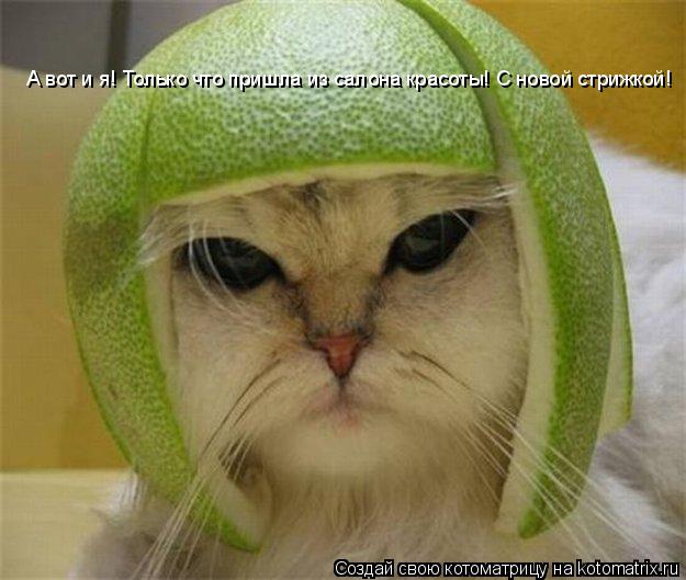 А вот и я! Только что пришла из салона красоты! С новой стрижкой!... Котоматрица: А вот и я! Только что пришла из салона красоты! С новой стрижкой!