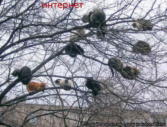 интернет... Котоматрица: интернет