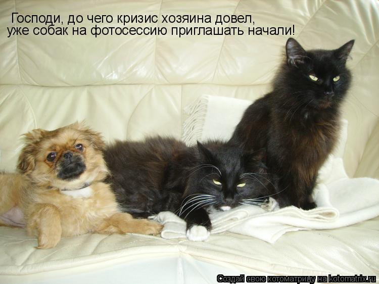 Господи, до чего кризис хозяина довел, уже собак на фотосессию приглашать начали!... Котоматрица: Господи, до чего кризис хозяина довел, уже собак на фотосессию приглашать начали!