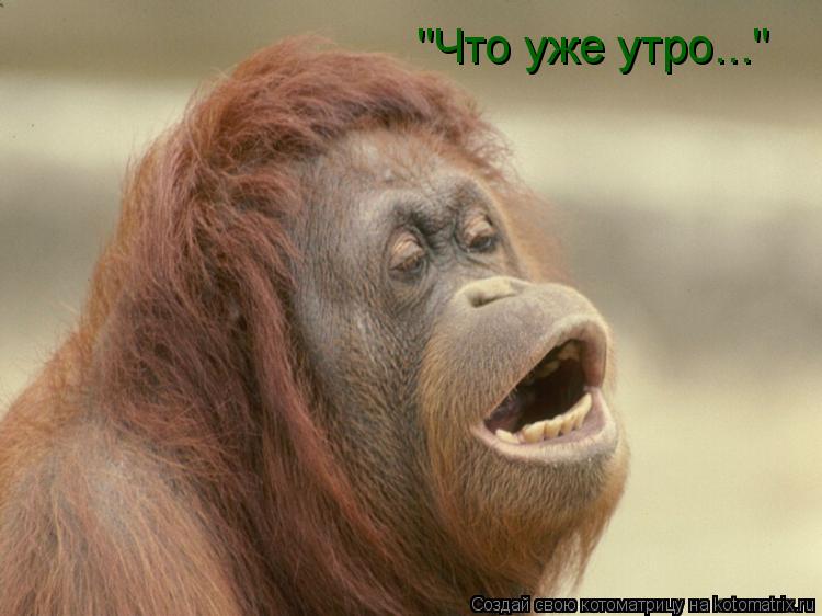 "Что уже утро..."... Котоматрица: "Что уже утро..."