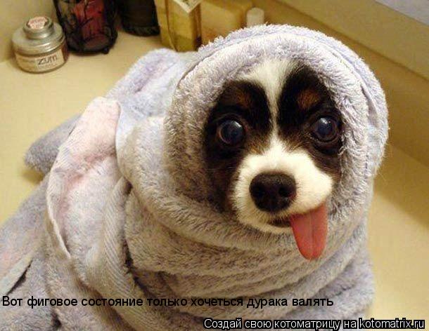 Вот фиговое состояние только хочеться дурака валять... Котоматрица: Вот фиговое состояние только хочеться дурака валять