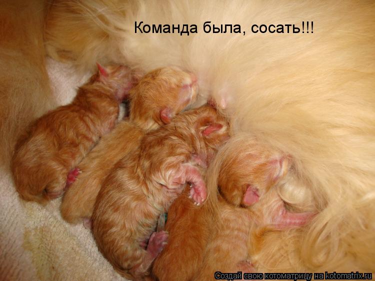 Команда была, сосать!!!... Котоматрица: Команда была, сосать!!!