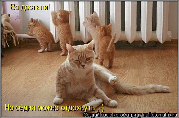 Во достали! Но сёдня можно отдохнуть ;-)... Котоматрица: Во достали! Но сёдня можно отдохнуть ;-)