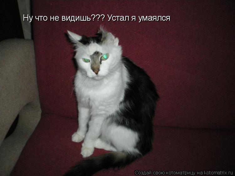 Ну что не видишь??? Устал я умаялся... Котоматрица: Ну что не видишь??? Устал я умаялся